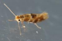 Bucculatrix ulmella