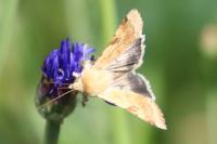 Heliothis peltigera
