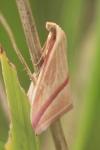 Rhodometra sacraria