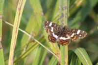 Araschnia levana