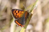 Lycaena phlaeas