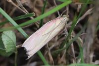 Oncocera semirubella