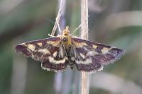 Pyrausta purpuralis