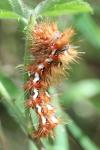 Acronicta rumicis