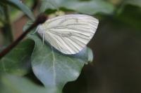 Pieris napi