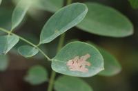 Parectopa robiniella