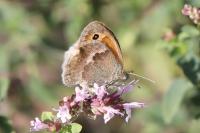 Coenonympha pamphilus