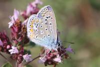 Polyommatus icarus