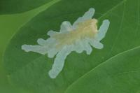 Parectopa robiniella
