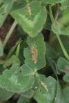 Parectopa ononidis
