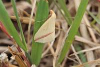 Rhodometra sacraria