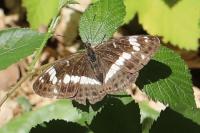 Limenitis camilla