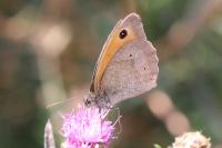 Maniola jurtina