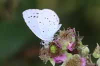 Celastrina argiolus