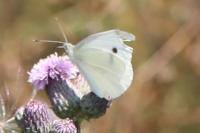Pieris rapae