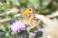 Pyronia tithonus