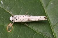 Yponomeuta plumbella