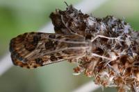 Nomophila noctuella