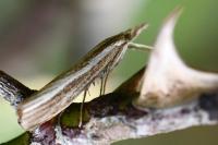 Agriphila tristella