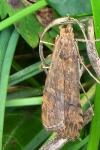 Nomophila noctuella