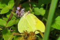 Gonepteryx rhamni