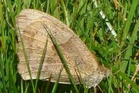 Maniola jurtina