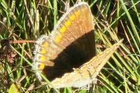 Aricia agestis