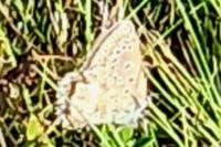 Aricia agestis
