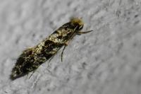 Nemapogon granellus