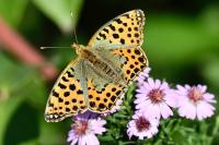 Issoria lathonia