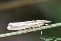 Agriphila tristella