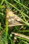 Pyrausta purpuralis