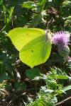 Gonepteryx rhamni