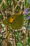 Colias crocea