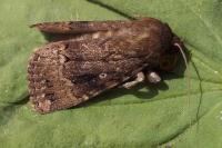 Amphipyra berbera