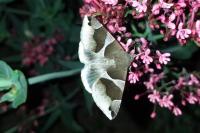 Dysgonia algira
