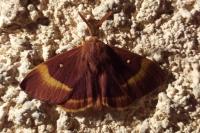 Lasiocampa quercus