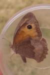 Maniola jurtina