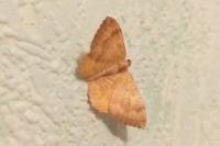 Camptogramma bilineata