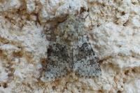 Hecatera dysodea