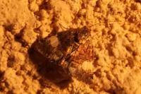 Tyta luctuosa