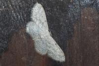 Idaea seriata