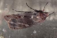 Noctua pronuba
