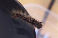Lymantria dispar