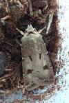 Agrotis exclamationis