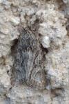 Xylocampa areola
