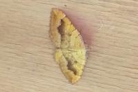 Camptogramma bilineata
