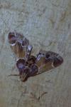 Pyralis farinalis