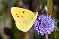 Colias crocea