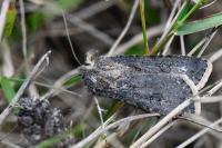 Agrotis segetum
